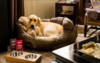 Pet Hotels: Best Pet Friendly Stays in India
