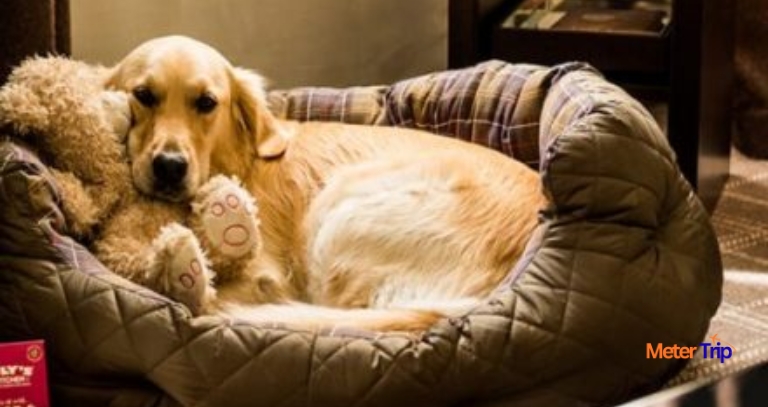 Is Pet-Friendly Places In India The Most Trending Thing Now?