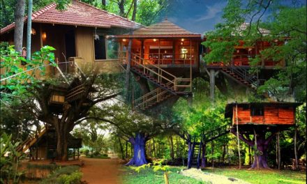 7 Best Tree Houses in India to Relive Childhood Days -metertrip