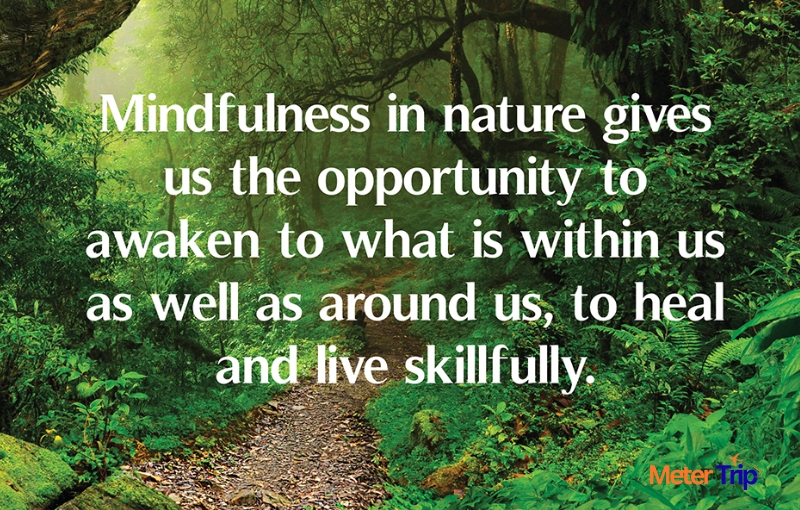 How Nature is Healing These Days: Positive Impact of COVID-19 On Environment