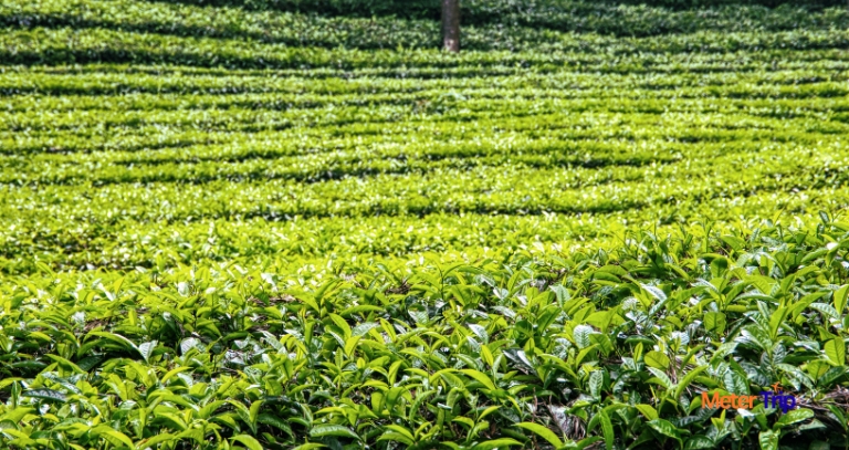 ASSAM – AN UNEXPLORED PARADISE | Best Places to visit in Assam