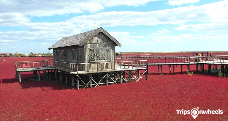 Red Beach, Panjin, China - metertrip