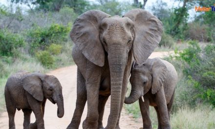 pet-friendly travel India 2026: Top 7 Destinations