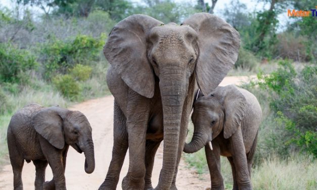 pet-friendly travel India 2026: Top 7 Destinations